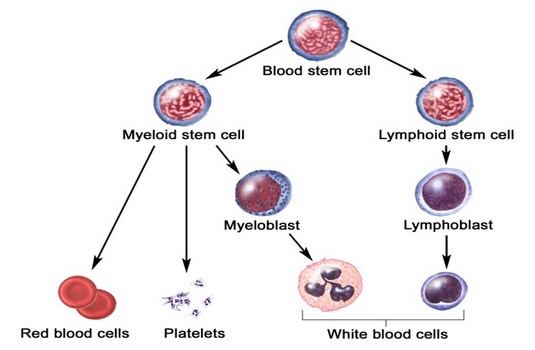 Chronic Myeloid Leukemia treatment in India : Cost, Hospitals & Doctor