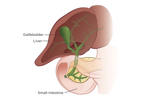 Gallbladder Cancer treatment in India : Cost, Hospitals & Doctor