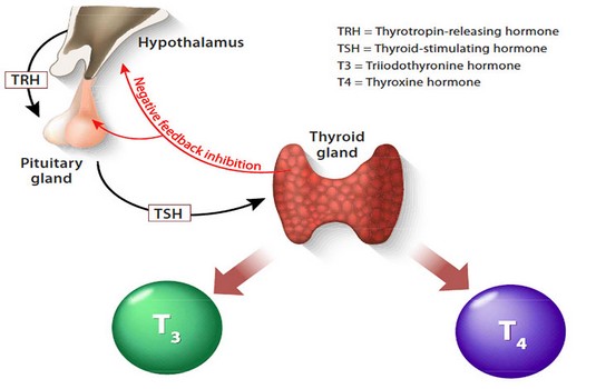 Hypothyrodism treatment in India : Cost, Hospitals & Doctor