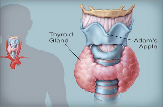 Hypothyrodism treatment in India : Cost, Hospitals & Doctor