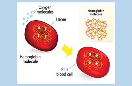 Thalassemia treatment in India : Cost, Hospitals & Doctor